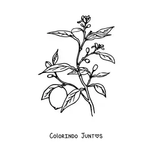 Desenho para colorir de um galho de uma árvore limoeiro
