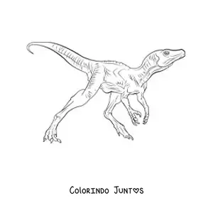 Desenho para colorir de dinossauro carnívoro pequeno