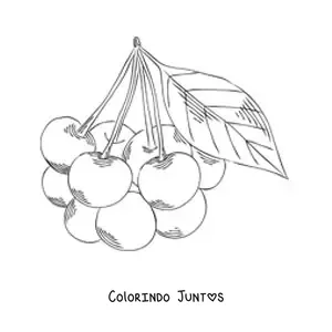 Desenho para colorir de um cacho de cerejas