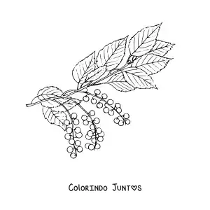 Desenho para colorir de um galho de cerejeira com folhas e pequenas cerejas