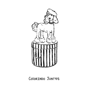 Desenho para colorir de cachorro poodle