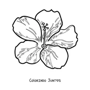 Desenho para colorir de flor havaiana grande
