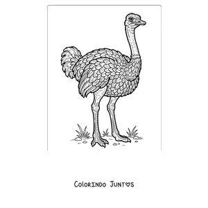 Desenho para colorir de uma avestruz realista cheia de penas