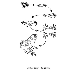 Desenho para colorir do ciclo de vida do sapo, do ovo ao sapo adulto