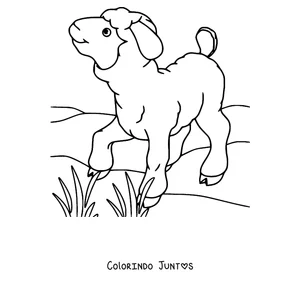 Desenho para colorir de cordeirinho na grama ao sol