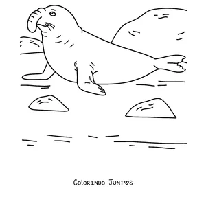 Desenho para colorir de um elefante-marinho na praia