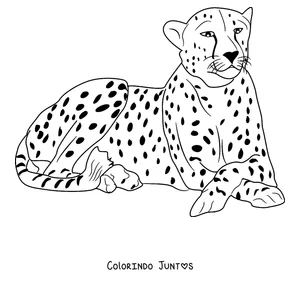 Desenho para colorir de um guepardo deitado descansando