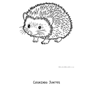 Desenho para colorir de um ouricinho caminhando de lado