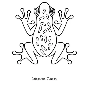 Desenho para colorir de uma perereca vista de cima