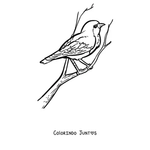 Desenho para colorir de um pisco-de-peito-ruivo de perfil em um galho