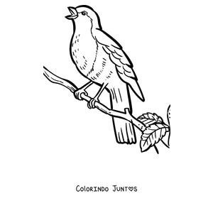 Desenho para colorir de um pisco-de-peito-ruivo em um galho com uma folha