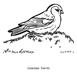 Desenho para colorir de um pisco-de-peito-ruivo na grama