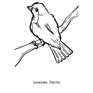Desenho para colorir de um pisco-de-peito-ruivo pousado olhando para cima