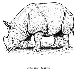 Desenho para colorir de um rinoceronte indiano com a pele em forma de placas