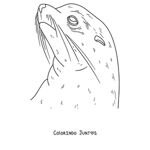 Desenho para colorir do rosto de uma foca com os bigodes